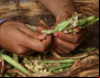 Agências de alimentação da ONU lançarão em maio Década para a Agricultura Familiar