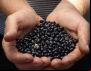 Agricultura familiar catarinense fornece alimentos para todo o país