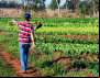 CONTRAF BRASIL participa do debate da proposta que cria a Semana da Agricultura Familiar