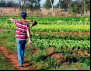 CONTRAF BRASIL participa do debate da proposta que cria a Semana da Agricultura Familiar
