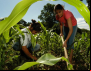 Agricultura familiar do Brasil é 8ª maior produtora de alimentos do mundo