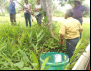 Fetraf Goiás em campo com a agroecologia