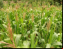 MDA concede benefício do Garantia-Safra a mais 7 mil agricultores familiares