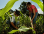 Agricultores familiares pedem mais investimentos para enfrentar custos da produção