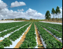 Contraf Brasil Destaca Importância do Programa Nacional de Pesquisa e Inovação para a Agricultura Familiar e Agroecologia