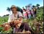 Agricultura familiar garante 70% da mesa do brasileiro, mas está longe do agro 4.0