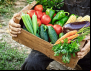Coronavírus: Contraf Brasil se mobiliza para garantir produção de alimentos e evitar o superendividamento da Agricultura familiar