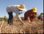 Governo muda regras do Pronaf para cooperativas da agricultura familiar